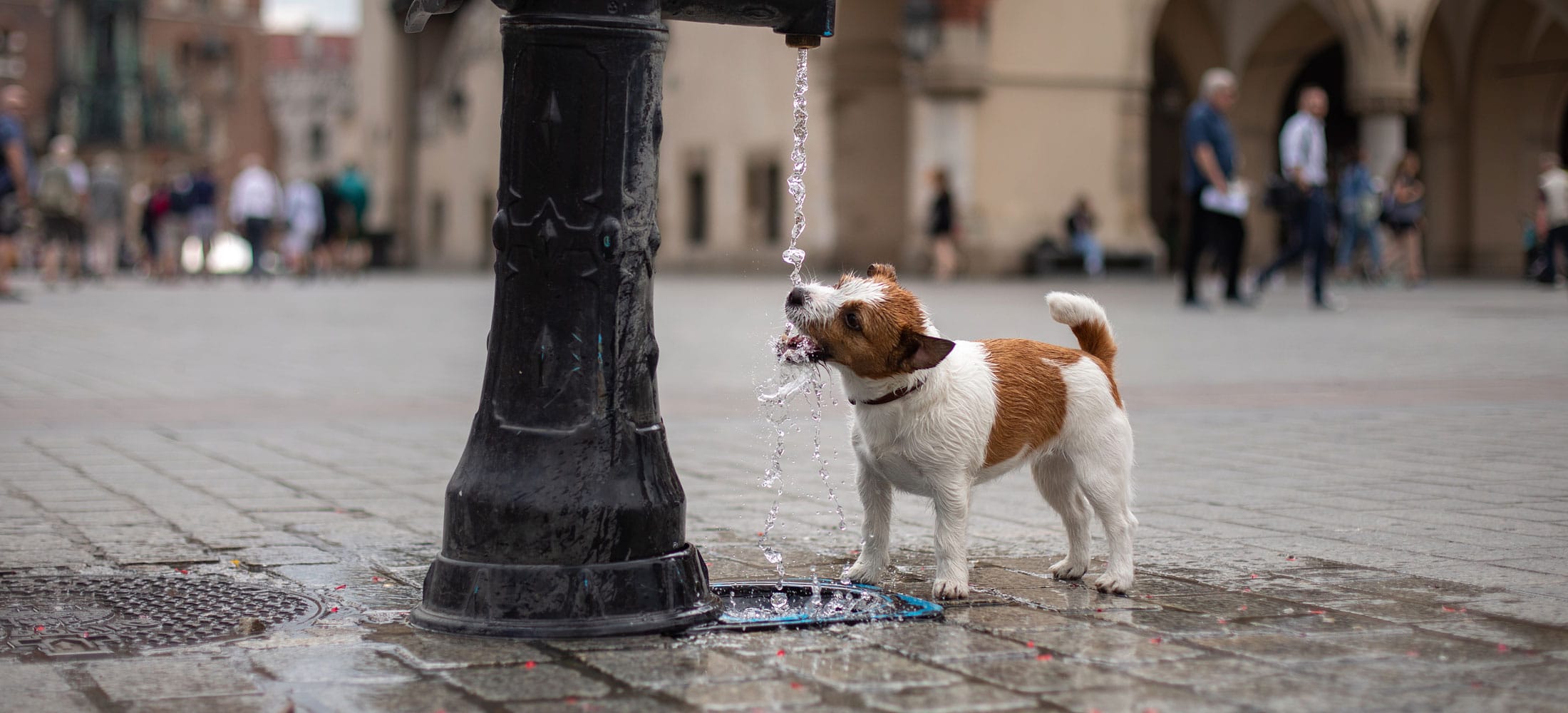 Dog adventures Dog adventures