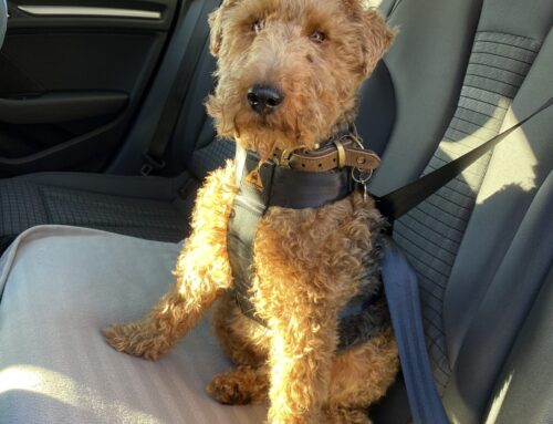 Hoe werkt de Trailstone Dog Seat Belt