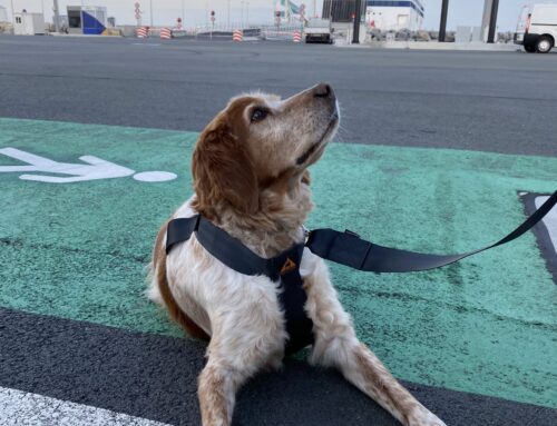 Hoe op reis met je op hond op de ferry?